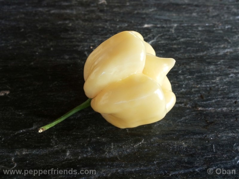 habanero-white-giant_003_frutto_28.jpg