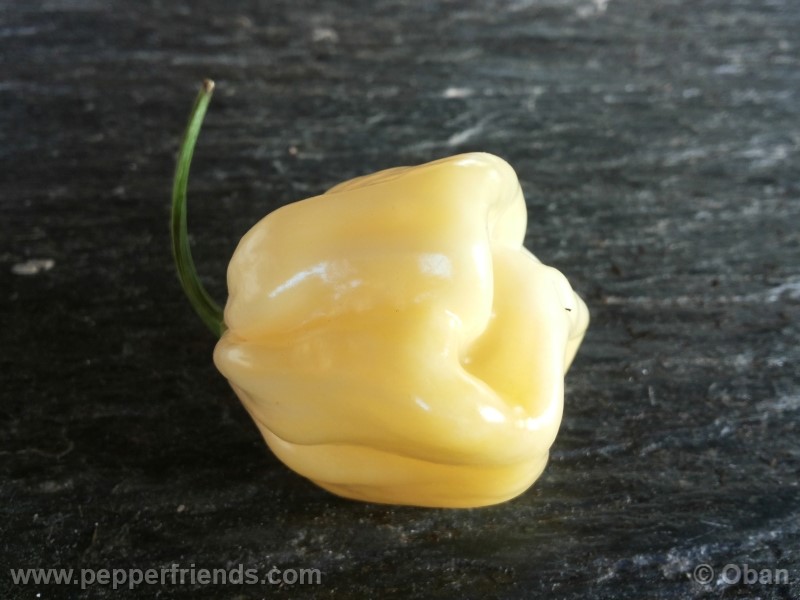 habanero-white-giant_003_frutto_29.jpg