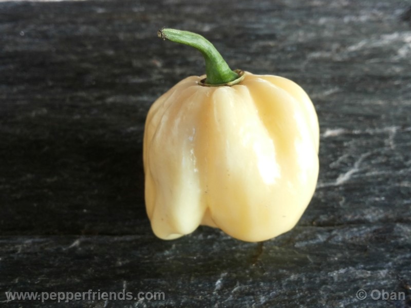 habanero-white-giant_003_frutto_30.jpg