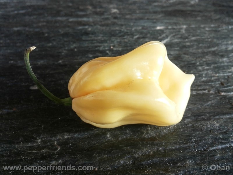 habanero-white-giant_003_frutto_31.jpg