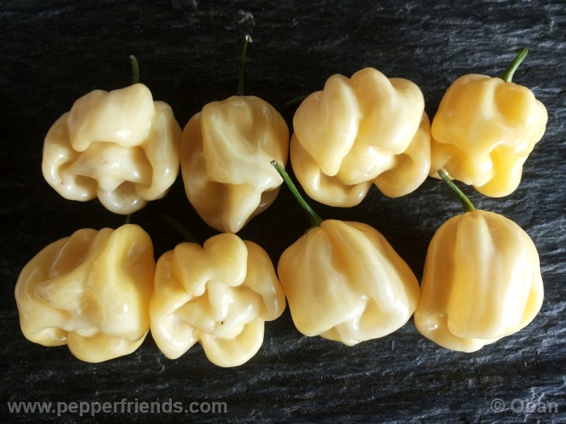 habanero-white-giant_003_frutto_32.jpg