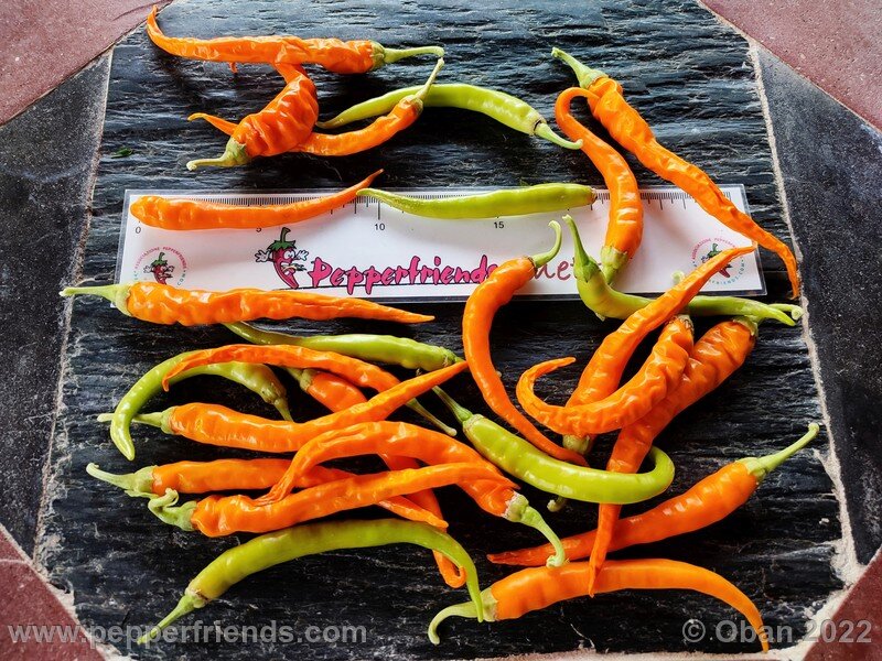 Hangjiao 3 Space Pepper Solar Flare