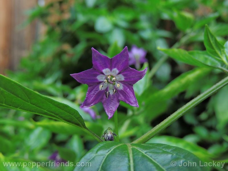 huge-ropocpica_001_fiore_03.jpg