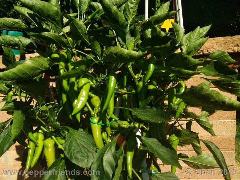 hungarian-hot_001_pianta_06.jpg