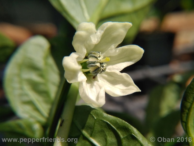 jalapeno-brown_002_fiore_02.jpg