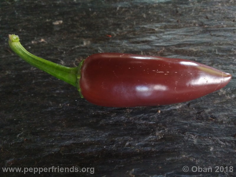 jalapeno-brown_002_frutto_02.jpg