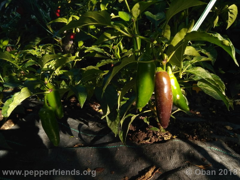 jalapeno-brown_002_frutto_03.jpg