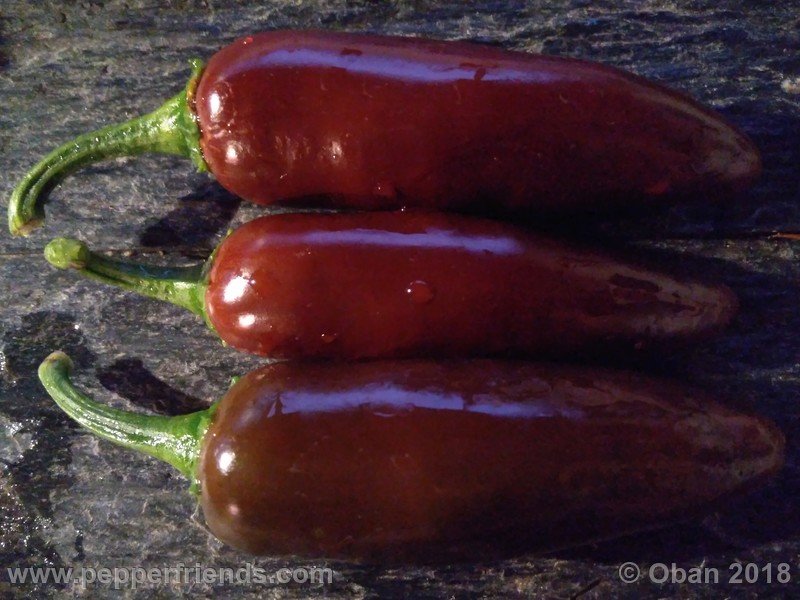 jalapeno-brown_002_frutto_04.jpg