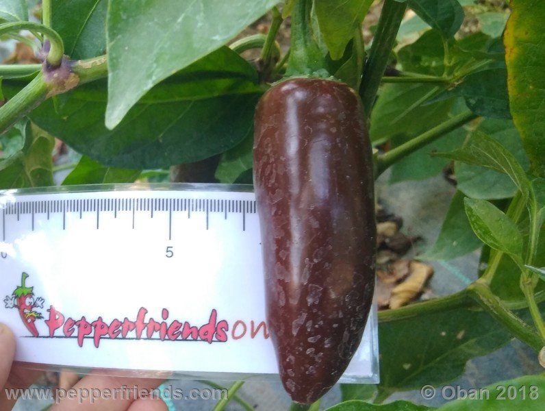 jalapeno-brown_002_frutto_05.jpg