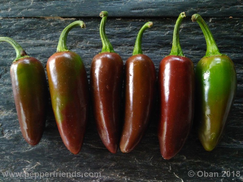 jalapeno-brown_002_frutto_06.jpg