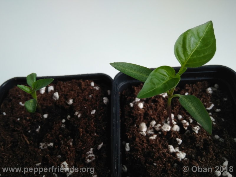 jalapeno-brown_002_pianta_01.jpg