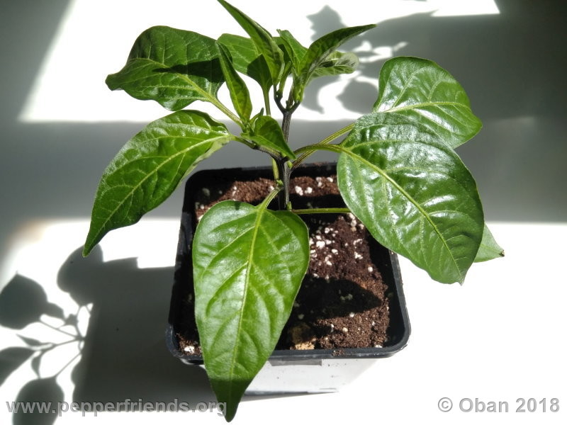 jalapeno-brown_002_pianta_02.jpg