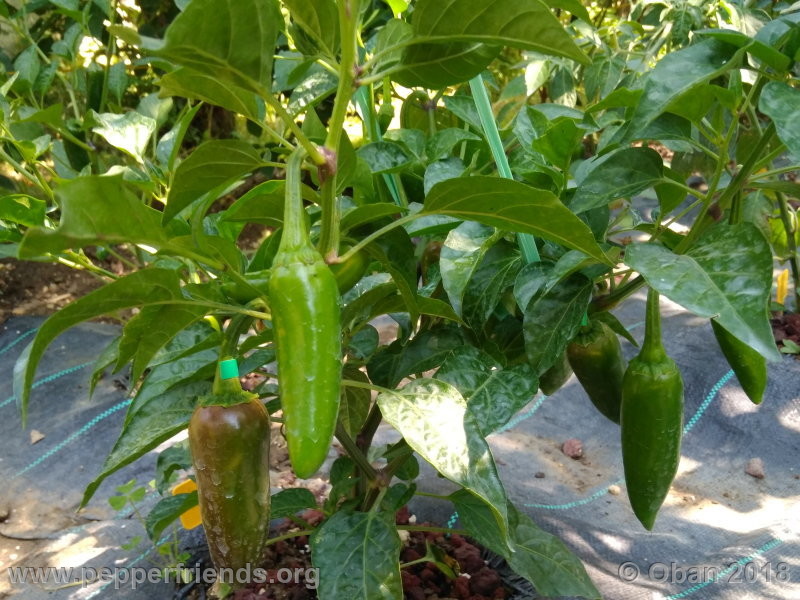 jalapeno-brown_002_pianta_06.jpg