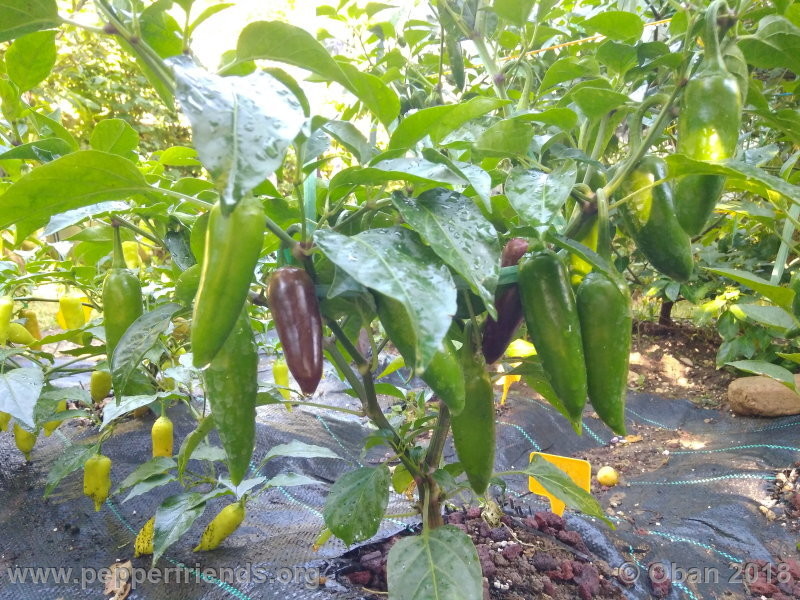 jalapeno-brown_002_pianta_07.jpg