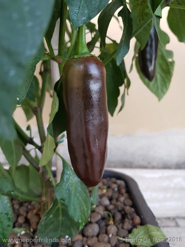 jalapeno-brown_002_20180627_070322.jpg