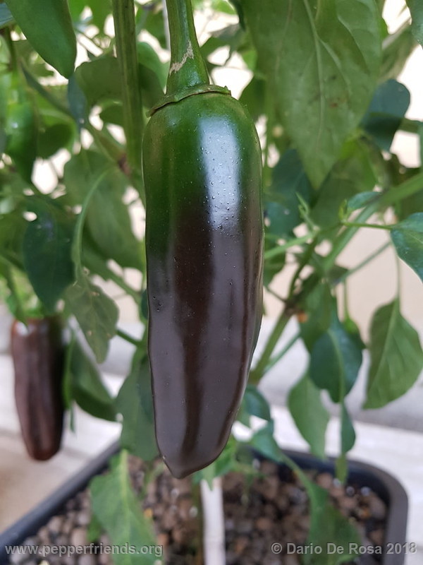 jalapeno-brown_002_20180627_070340.jpg