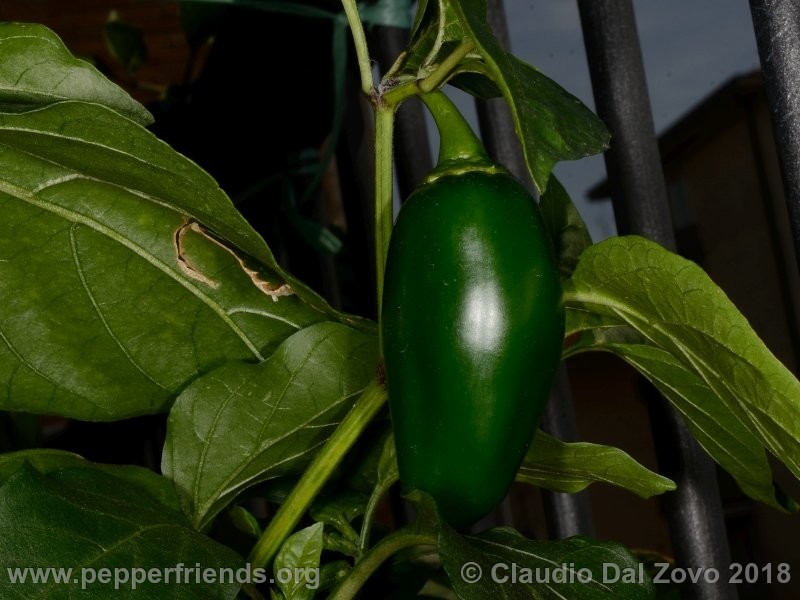 https://www.pepperfriends.org/uploads/jalapeno-conchos/001/jalapeno-conchos_001_frutto1.jpg