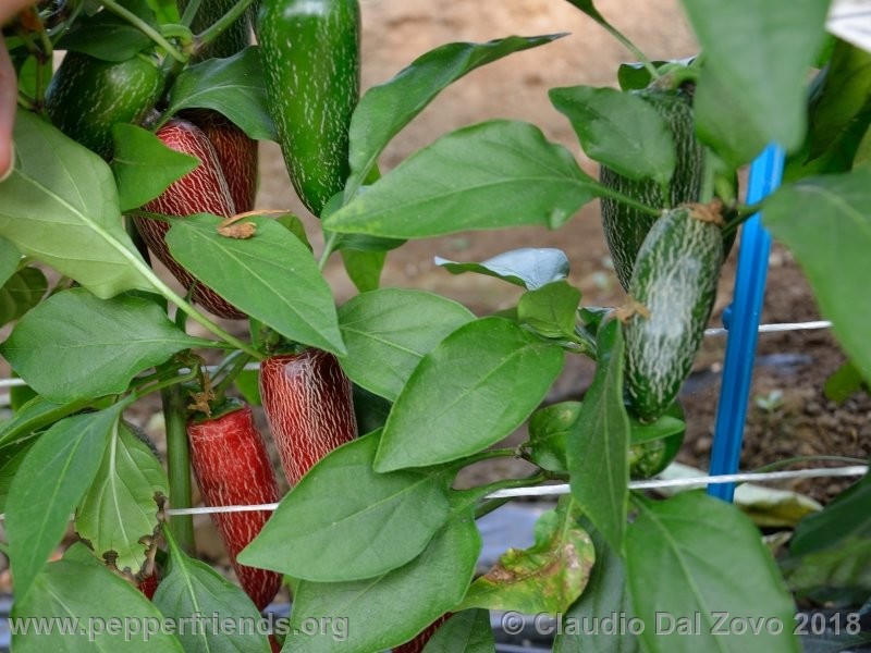 https://www.pepperfriends.org/uploads/jalapeno-corking/001/jalapeno-corking_001_pianta2.jpg