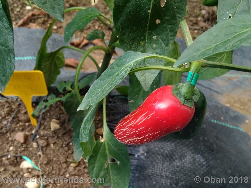 jalapeno-corking_002_frutto_01.jpg