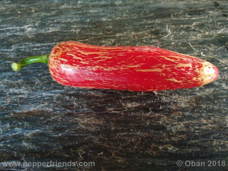 jalapeno-corking_002_frutto_02.jpg