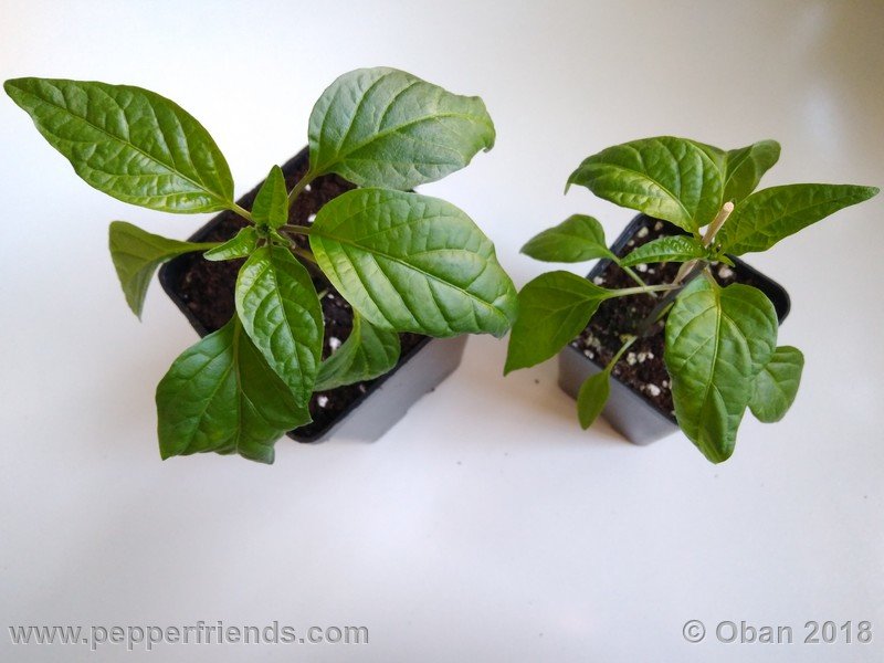 jalapeno-corking_002_pianta_01.jpg