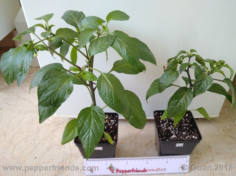 jalapeno-corking_002_pianta_02.jpg