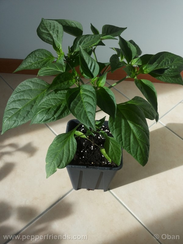 jalapeno-coyame_001_pianta_08.jpg