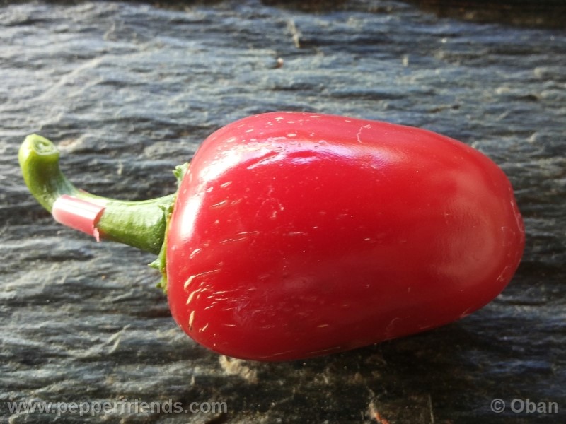 jalapeno-dark-red_001_frutto_08.jpg