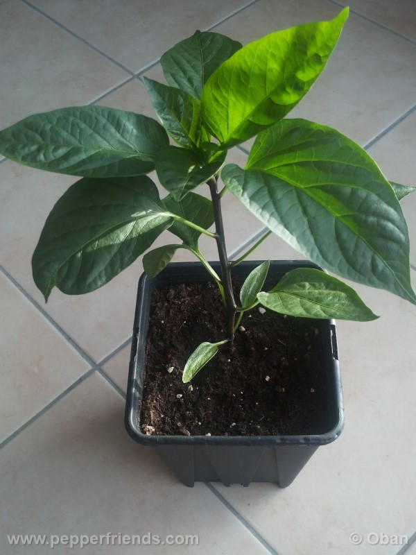 jalapeno-dark-red_001_pianta_03.jpg