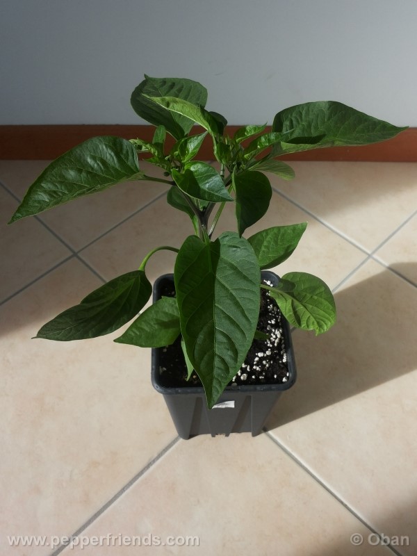 jalapeno-dark-red_001_pianta_07.jpg