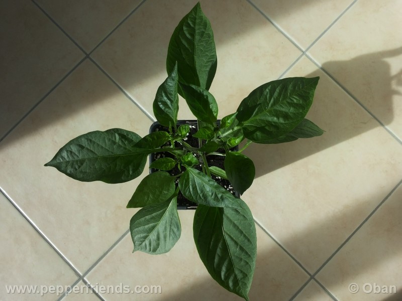 jalapeno-dark-red_001_pianta_08.jpg