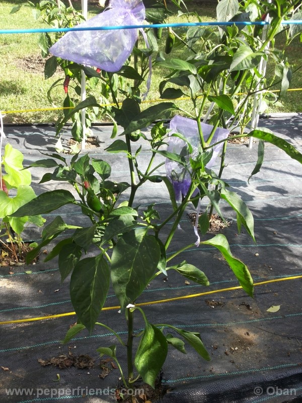 jalapeno-dark-red_001_pianta_12.jpg