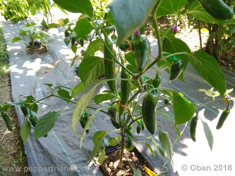 jalapeno-dulce_002_pianta_05.jpg