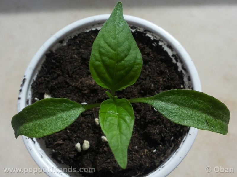 jalapeno-eljefe_001_pianta_01.jpg