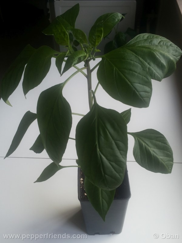 jalapeno-eljefe_001_pianta_03.jpg