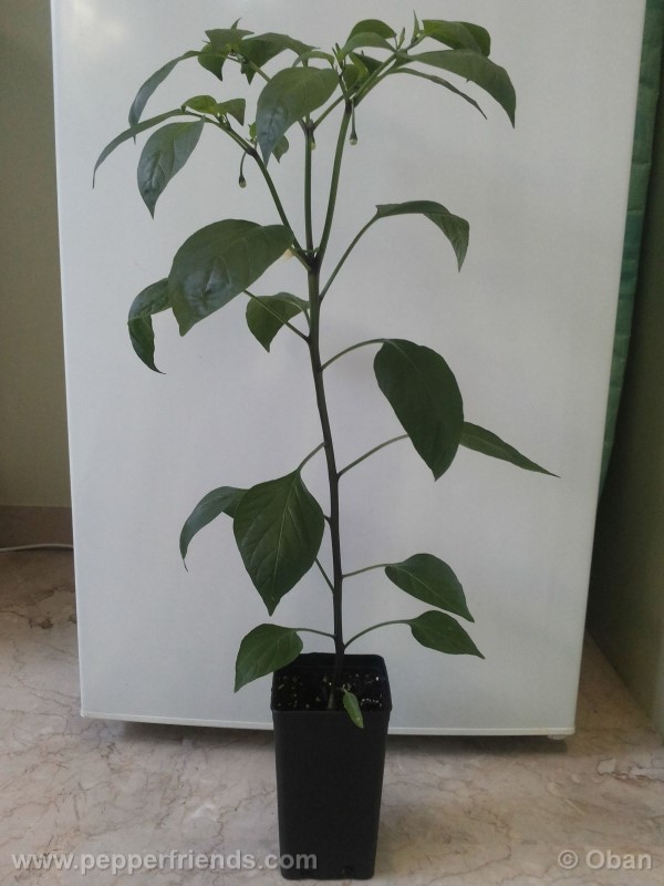 jalapeno-eljefe_001_pianta_04.jpg