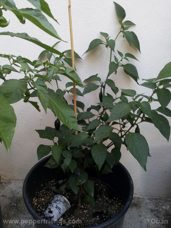 jalapeno-eljefe_001_pianta_08.jpg