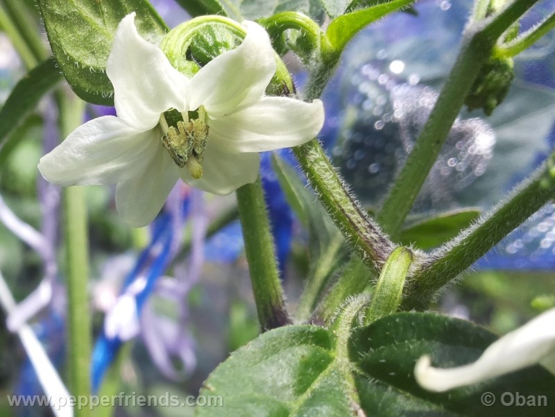 jalapeno-farmer-mp_001_fiore_01.jpg