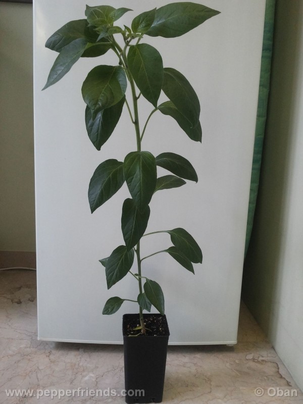 jalapeno-farmer-mp_001_pianta_07.jpg