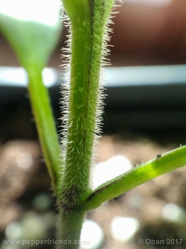 jalapeno-farmer-mp_003_pianta_08.jpg