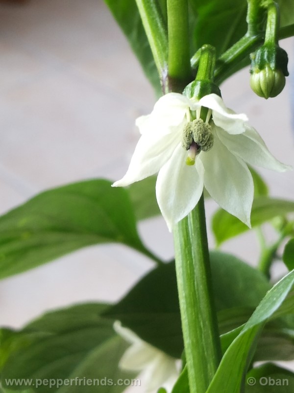 jalapeno-felicity_001_fiore_08.jpg