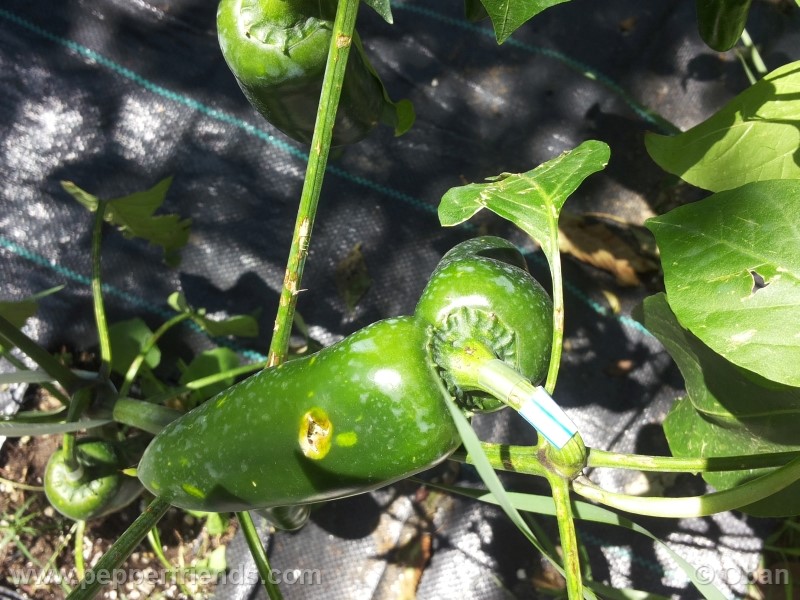 jalapeno-felicity_001_frutto_02.jpg