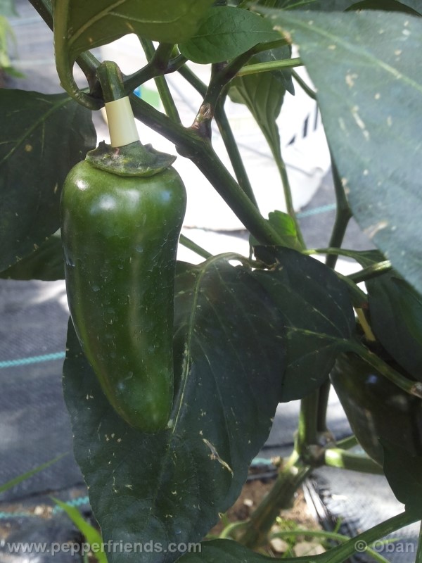 jalapeno-felicity_001_frutto_07.jpg