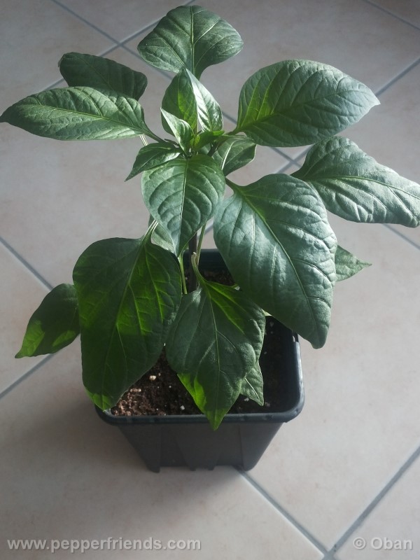 jalapeno-felicity_001_pianta_03.jpg