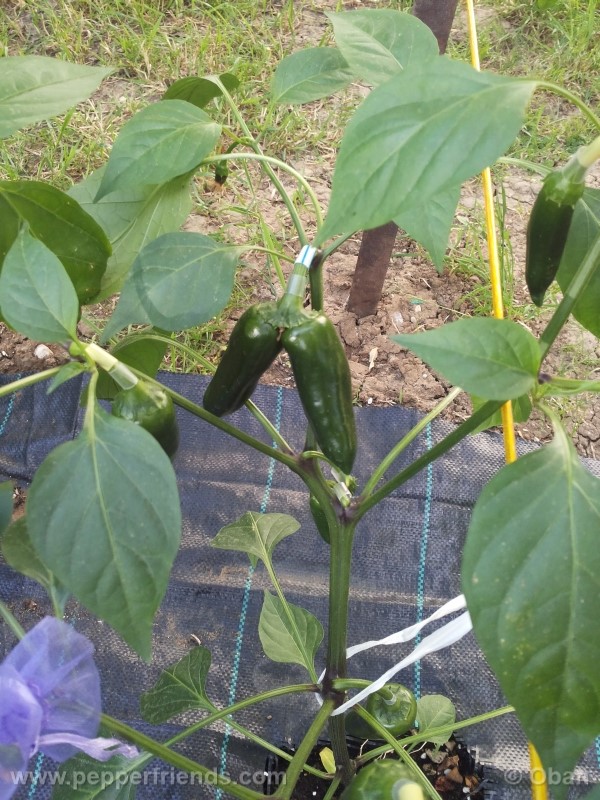 jalapeno-felicity_001_pianta_13.jpg