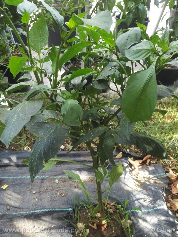 jalapeno-felicity_001_pianta_16.jpg