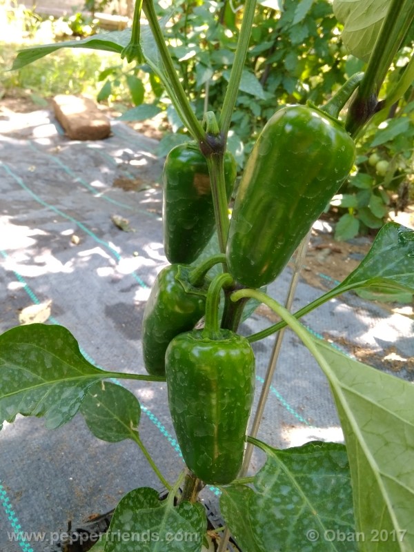 jalapeno-grosso_001_frutto_05.jpg