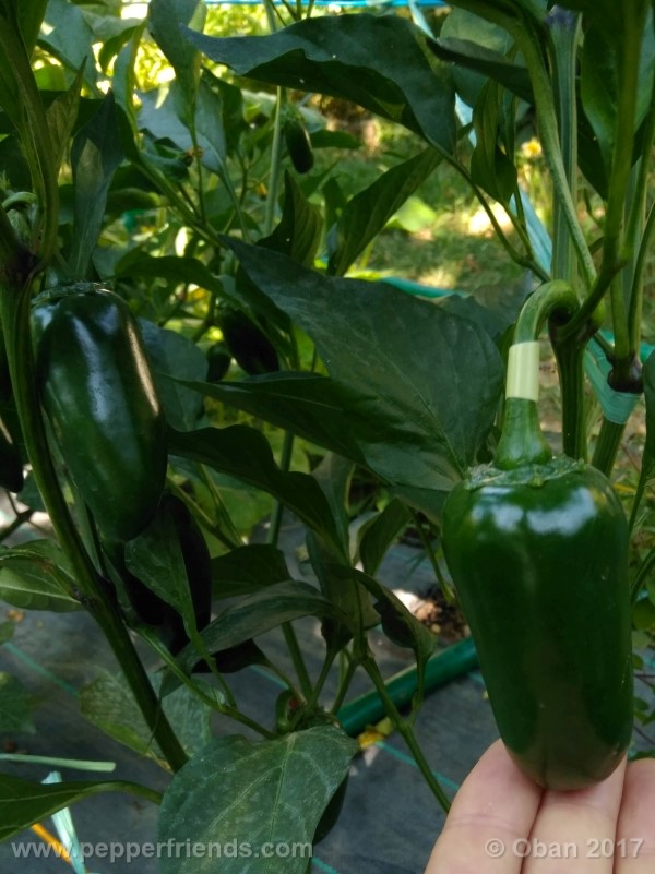 jalapeno-grosso_001_frutto_06.jpg