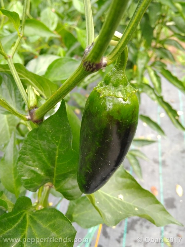 jalapeno-grosso_001_frutto_07.jpg