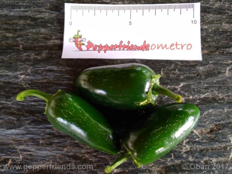 jalapeno-grosso_001_frutto_10.jpg